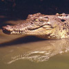 Dieren Avatars Krokodil 