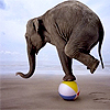 Dieren Olifant Avatars 