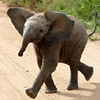 Dieren Olifant Avatars 