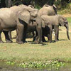 Dieren Olifant Avatars 