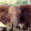 Dieren Olifant Avatars 