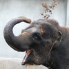 Dieren Olifant Avatars 