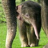 Dieren Olifant Avatars 