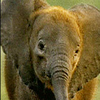 Dieren Olifant Avatars 