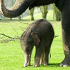 Dieren Olifant Avatars 