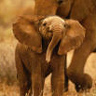 Dieren Olifant Avatars 