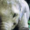 Dieren Olifant Avatars 