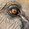 Dieren Olifant Avatars 