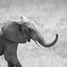 Dieren Olifant Avatars 