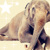 Dieren Olifant Avatars 