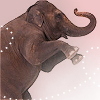 Dieren Olifant Avatars 