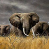 Dieren Olifant Avatars 