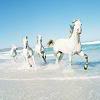 Dieren Paarden Avatars Witte Paarden Op Strand