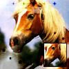 Dieren Paarden Avatars 