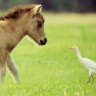 Dieren Paarden Avatars 