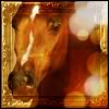 Dieren Paarden Avatars 