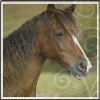 Dieren Paarden Avatars 