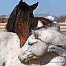 Dieren Paarden Avatars 