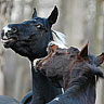 Dieren Paarden Avatars 