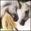 Dieren Paarden Avatars 