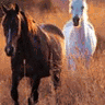Dieren Paarden Avatars 