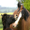 Dieren Paarden Avatars 