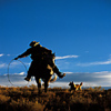 Dieren Paarden Avatars 
