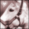 Dieren Paarden Avatars 