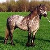 Dieren Paarden Avatars 