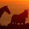 Dieren Paarden Avatars 