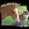 Dieren Paarden Avatars 