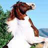 Dieren Paarden Avatars 