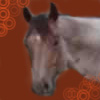 Dieren Paarden Avatars 