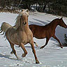 Dieren Paarden Avatars 