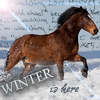 Dieren Paarden Avatars 