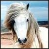 Dieren Paarden Avatars 
