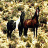 Dieren Paarden Avatars 