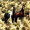 Dieren Paarden Avatars Paarden