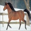 Dieren Paarden Avatars 