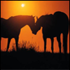 Dieren Paarden Avatars Paarden Wei Ondergaande Zon