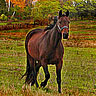 Dieren Paarden Avatars 