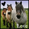 Dieren Paarden Avatars 