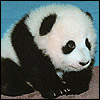 Dieren Panda Avatars 