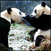 Dieren Panda Avatars 