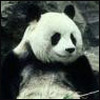 Dieren Panda Avatars 