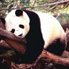 Dieren Panda Avatars 