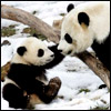 Dieren Panda Avatars 