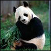 Dieren Panda Avatars 