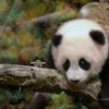 Dieren Panda Avatars 