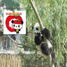 Dieren Panda Avatars 
